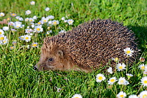Hedgehog (Erinaceus europaeus) in a garden, Alsace, France, May.