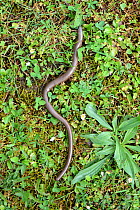 Slow worm (Anguis fragilis) in garden, Alsace, France, May.