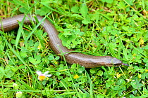 Slow worm (Anguis fragilis) in garden, Alsace, France, May.
