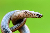 Close-up of Slow worm (Anguis fragilis) with its body coiled, Alsace, France, May.
