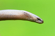 Close-up of Slow worm head (Anguis fragilis) Alsace, France, May.