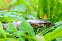 Slow worm in grass (Anguis fragilis) flicking tongue,  Alsace, France, May.