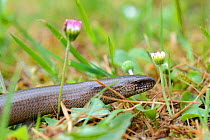 Slow worm in grass (Anguis fragilis) Alsace, France, May.