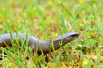 Slow worm on moss (Anguis fragilis) Alsace, France, May.