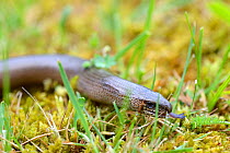 Slow worm on moss (Anguis fragilis) flicking tongue, Alsace, France, May.