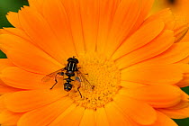 Male Hoverfly (Helophilus pendulus) on Garden marigold (Calendula officinalis) Alsace, France, May.