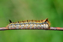 White butterfly (Pieris brassicae) caterpillar larva, Offendorf Forest Reserve, Rhine, Alsace, France, May.