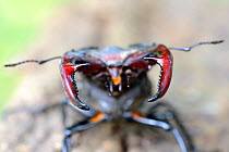 Male stag beetle (Lucanus cervus), close-up on mouth parts and antennae, Alsace, France, May