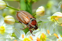 Cockchafer Beetle (Melolontha melolontha) on a Foxtail lily (Eremurus robustus) Alsace, France, May.