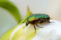 Rose Chafer (Cetonia aurata) on Peony flower (Paeonia suffruticosa) Alsace, France, May.