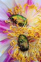 Two Rose Chafer (Cetonia aurata) on Peony flower (Paeonia suffruticosa) Alsace, France, May.