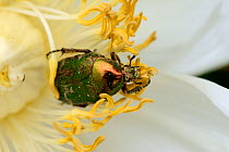 Rose Chafer (Cetonia aurata) on Peony flower (Paeonia suffruticosa) Alsace, France, May.