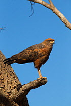 Savanna hawk (Buteogallus meridionalis) on a branch, Pouso Alegre, Pantanal, Mato Grosso, Brazil. August.