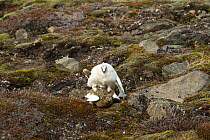 Rock ptarmigan (Lagopus muta) pair mating with female in summer plumage and male in winter plumage, Longyearbyen, Spitsbergen, Svalbard, Norway. June.