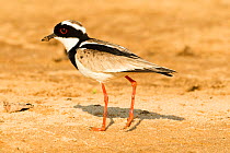 Pied plover (Vanellus cayanus) walking on sand bar on Cuiaba River, Pantanal, Mato Grosso, Brazil. September.