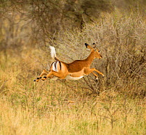 Young female impala (Aepyceros melampus) leaping, Samburu Game Reserve, Kenya. October.