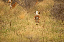 Young female impalas (Aepyceros melampus) playing, Samburu Game Reserve, Kenya. October.
