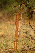 Gerenuk (Litocranius walleri) female standing on hind legs and feeding from a high branch, Samburu Game Reserve, Kenya. October.