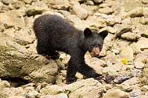 Black bear (Ursus americanus) spring cub eating chum/dog salmon (Oncorhynchus keta), Kake Village, Kuprenof Island, SE Alaska, USA. August.
