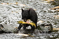 Black bear (Ursus americanus) sow with caught chum/dog salmon (Oncorhynchus keta), Kake Village, Kuprenof Island, SE Alaska, USA. August.