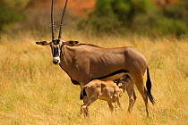 Beisa oryx (Oryx beisa beisa)  mother with suckling baby, Samburu Game Reserve, Kenya. October.