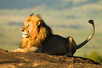 African lion (Panthera leo), resting on a rock, surrounded by flies, Masai Mara Game Reserve, Kenya. November.