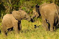 African elephant calves (Loxodonta africana) interacting, Lower Mara Triangle, Masai Mara Game Reserve, Kenya. November.