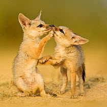 Indian fox (Vulpes bengalensis) pups at play by a den in the Little Rann, Kutch, Gujarat, India.  Honorable mention in the Land Mammals category of the BigPicture Competition 2014.