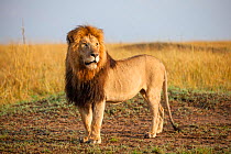 Male Lion (Panthera leo) standing alert, Masai Mara National Reserve, Kenya, August.