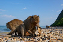 Burmese long tailed macaques (Macaca fascicularis aurea) using stone tools to open cockles at low tide, Kho Ram, Khao Sam Roi Yot National Park, Thailand.