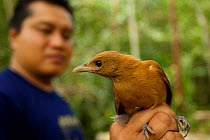 Variable Pitohui (Pitohui kirhocephalus) held by LIPI ornithologist, near Kwerba Village, Mamberamo Basin, New Guinea.