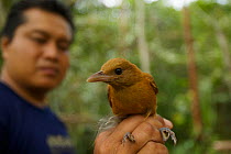 Variable Pitohui (Pitohui kirhocephalus) held by LIPI ornithologist, near Kwerba Village, Mamberamo Basin, New Guinea.