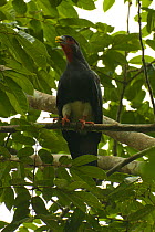 Red-throated Caracara (Ibycter americanus) at the Tiputini Biodiversity Station, Orellana Province, Ecuador