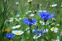 RF- Honeybees (Apis mellifera) pollinating Cornflowers (Centaurea cyanus) in 'Bee World'. Surrey, England, UK, July 2014. Bee Worlds is an initiative of Friends of the Earth. (This image may be licens...