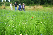 Group of people looking at the wild flowers and bees at 'Bee World' at Bishop's Meadow, Farnham. Surrey, England, UK, July 2014. Bee Worlds is an initiative of Friends of the Earth.
