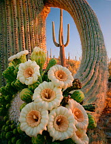 Saguaro Cactus (Carnegiea gigantea) with flower cluster, Saguaro National Park, Tucson Mountain Unit, Arizona, USA, August.