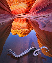 Twisted branch in pool in stone canyon, Coyote Buttes, Arizona, USA, April 1992.