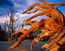 Bristlecone pine (Pinus aristata var.  longaeva) gnarled branches of an old tree,  Bryce Canyon National Park, Utah, USA.