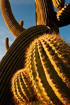 Sunset light on twisted Saguaro cactus (Carnegiea gigantea) Sonoran Desert National Monument,  Arizona, USA, April.