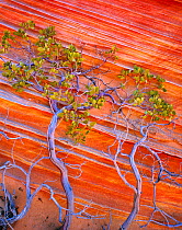 Petrified sand dunes with red and yellow banding with Pointleaf Manzanita (Arctostaphylos pungens) Vermilion Cliffs National Monument, Arizona, USA, August.