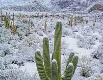 Saguaro cacti (Carnegiea gigantea) covered with snow, with the Catalina State Park, Santa Catalina Mountains, Arizona, USA, February.