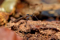 Royal splinter crane fly (Gnophomyia elsneri) female, extremely rare species found only in two sites in the world. These photographs are the fourth recorded instance in which these flies have been fou...