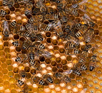 European honey bees (Apis mellifera) on honey comb with cells filled with pollen