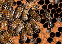 European honey bees (Apis mellifera) on brood comb, with new hatchlings which are paler in colour. Adults include one with Varroa mite (Varroa destructor) - a red patch on central bees thorax, and one...