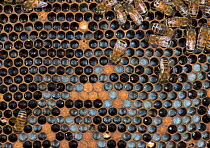 European honey bee (Apis mellifera) larvae in brood comb, captive.