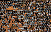 European honey bee (Apis mellifera) larvae, in brood comb, captive.