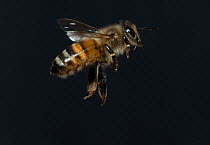European honey bee (Apis mellifera) in flight, controlled conditions
