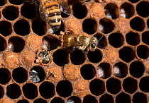 European honey bees (Apis mellifera) hatching from brood comb with larvae. One halfway emerged and another just beginning to emerge chewing it's way out from under cell cap, captive.