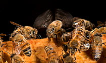 European honey bee (Apis mellifera) flapping wings to control hive temperature, captive.