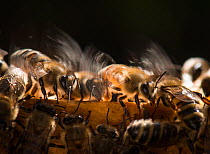 European honey bees (Apis mellifera) flapping wings to control hive temperature, captive.